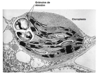 Granulo-almidon-cloroplasto