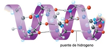 proteinas-15-estructura-secundaria