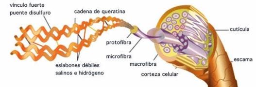 proteinas-19-queratina